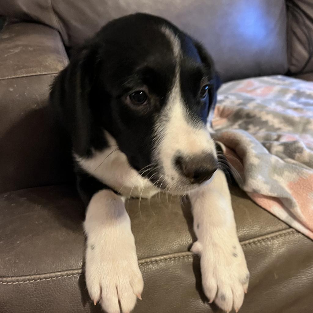 Picasso - Flat-coated Retriever / Mixed