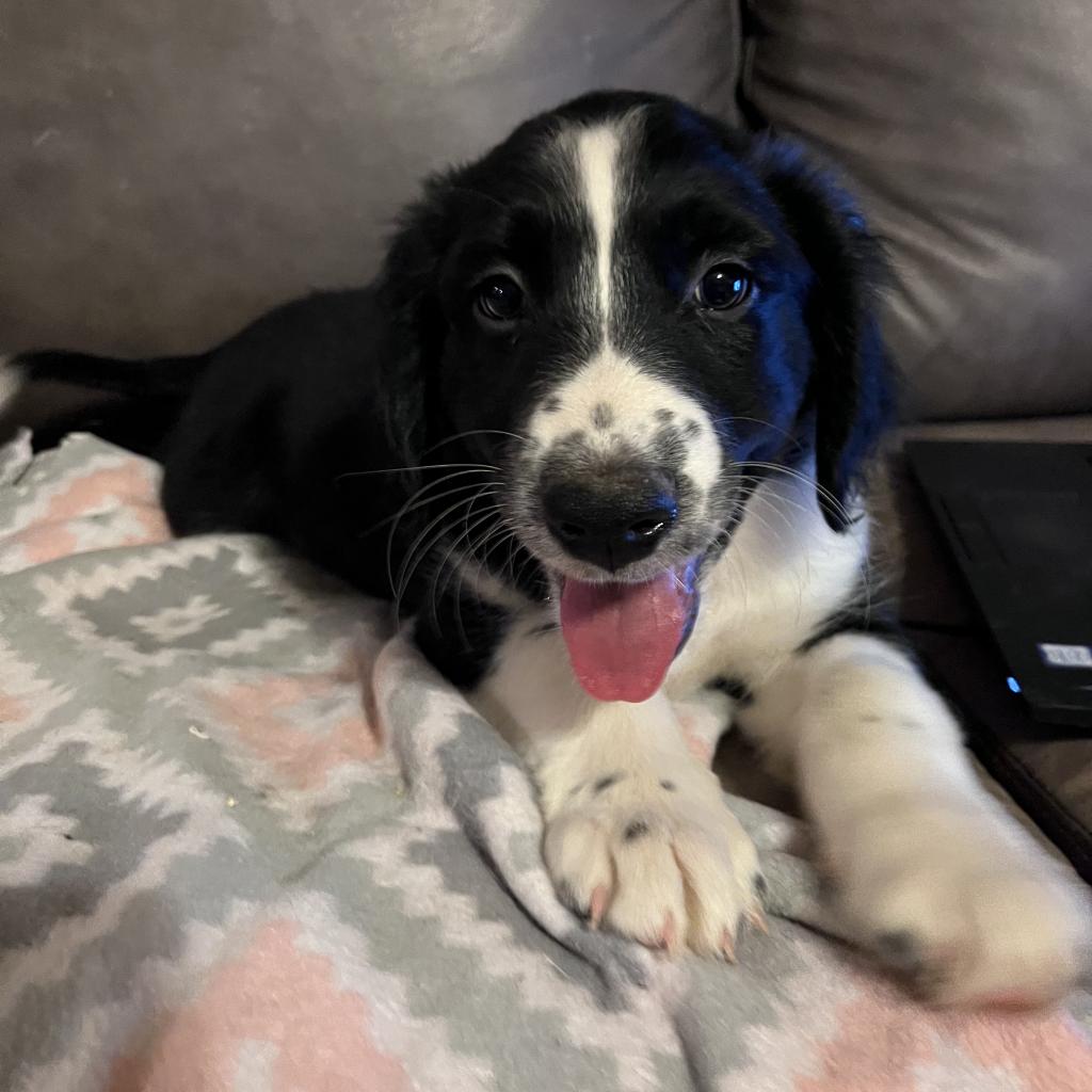Pollack - Flat-coated Retriever / Mixed