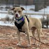 adoptable Dog in  named Bodie