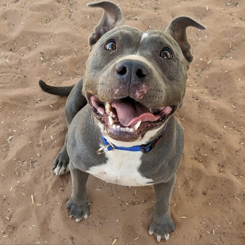 Adoptable Female Female
