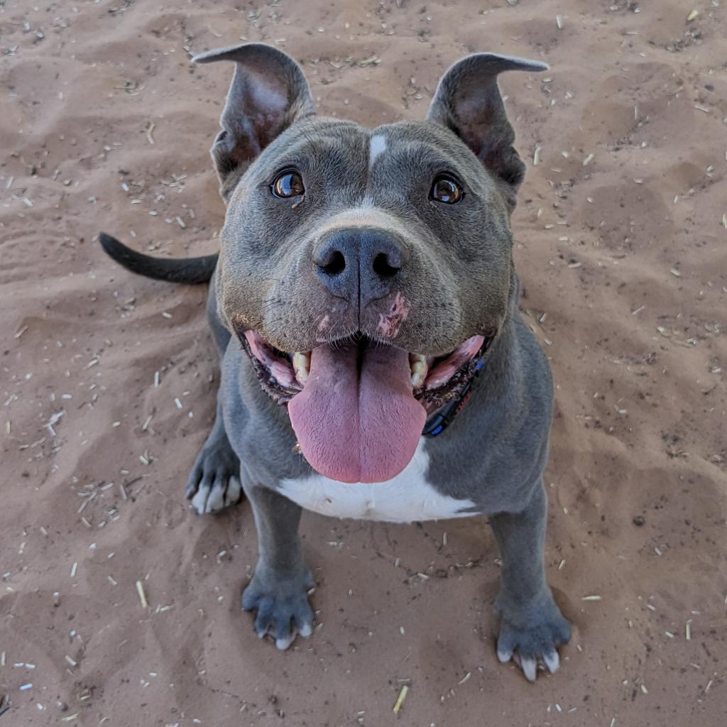 Adoptable Female Female