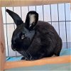 adoptable Rabbit in kanab, UT named Phoenix