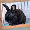 adoptable Rabbit in  named Phoenix