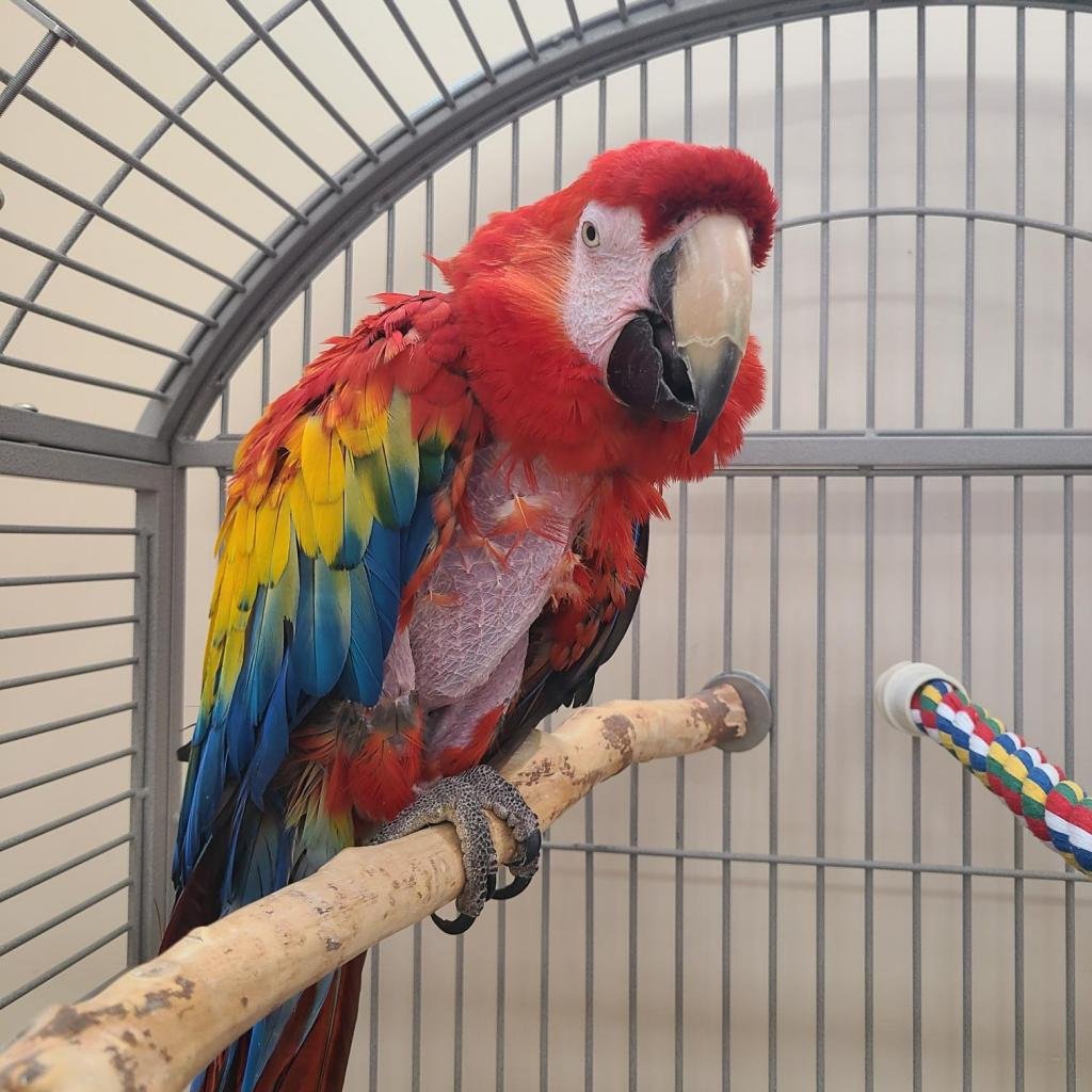 Pepper - Macaw