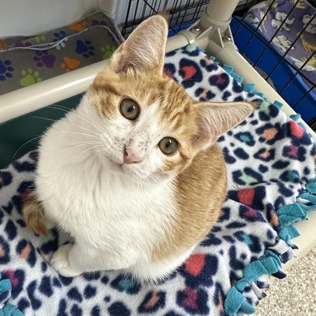 Stanford - Domestic Short Hair