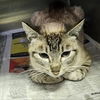 adoptable Cat in kanab, UT named Orchid