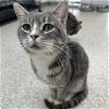 adoptable Cat in kanab, UT named Astor