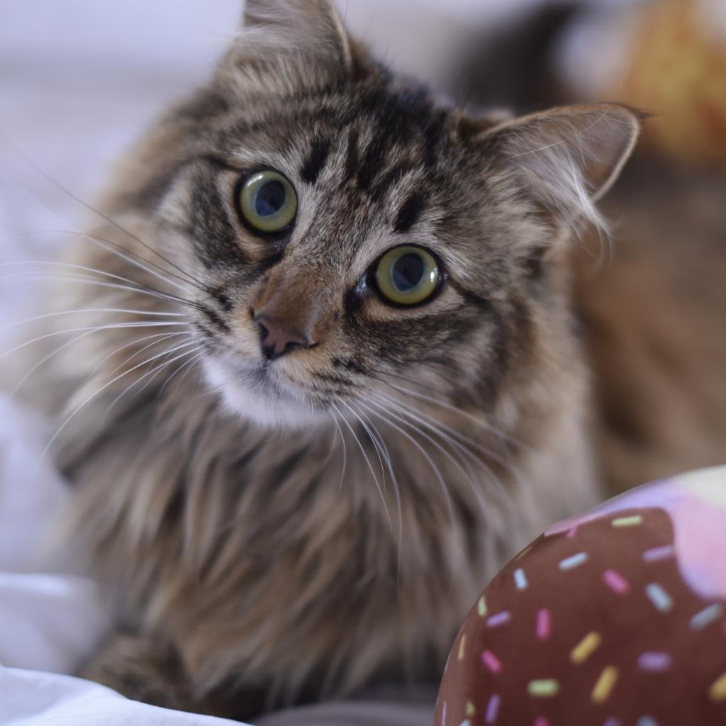 adoptable Cat in Kanab, UT named Bennett