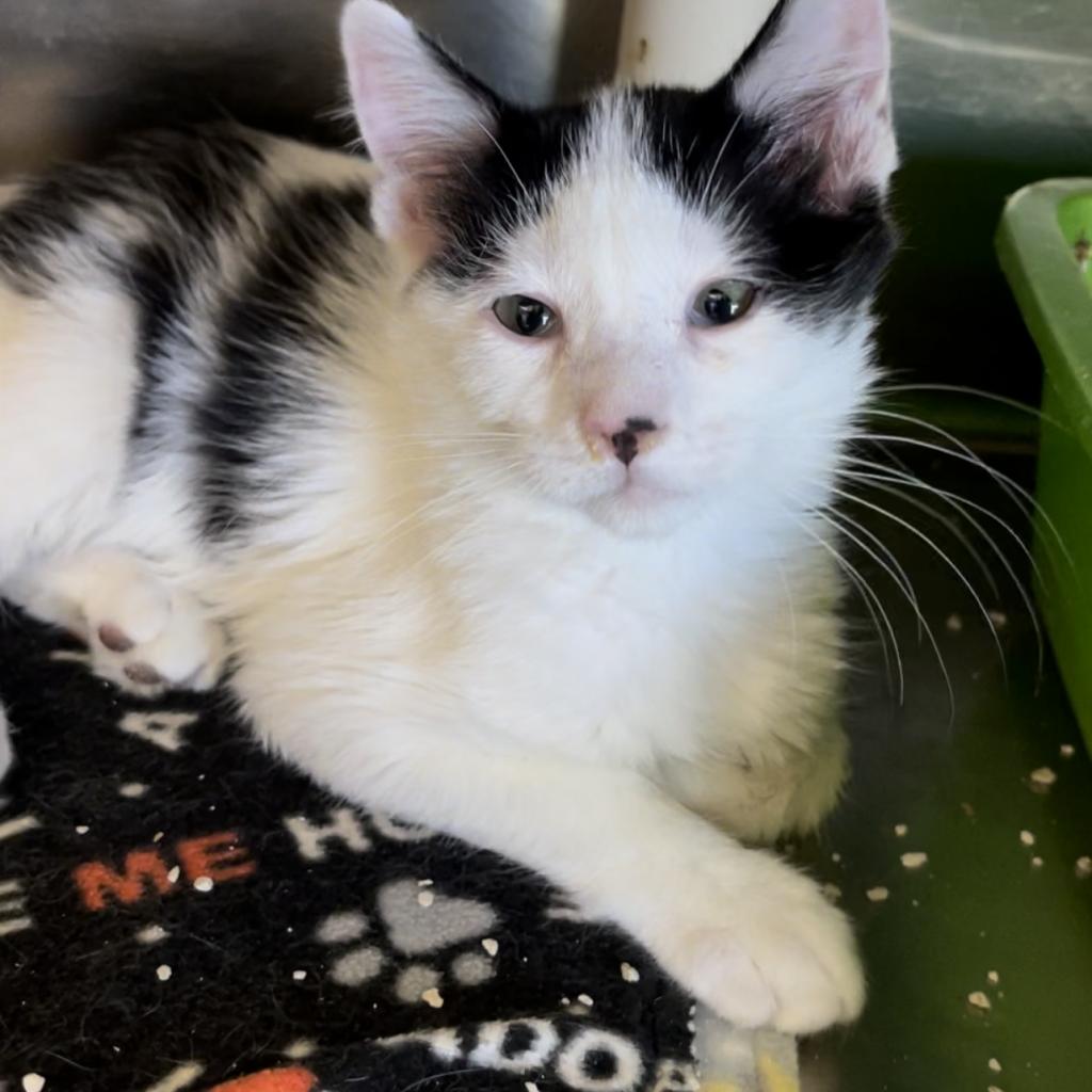 Bronco - Domestic Short Hair