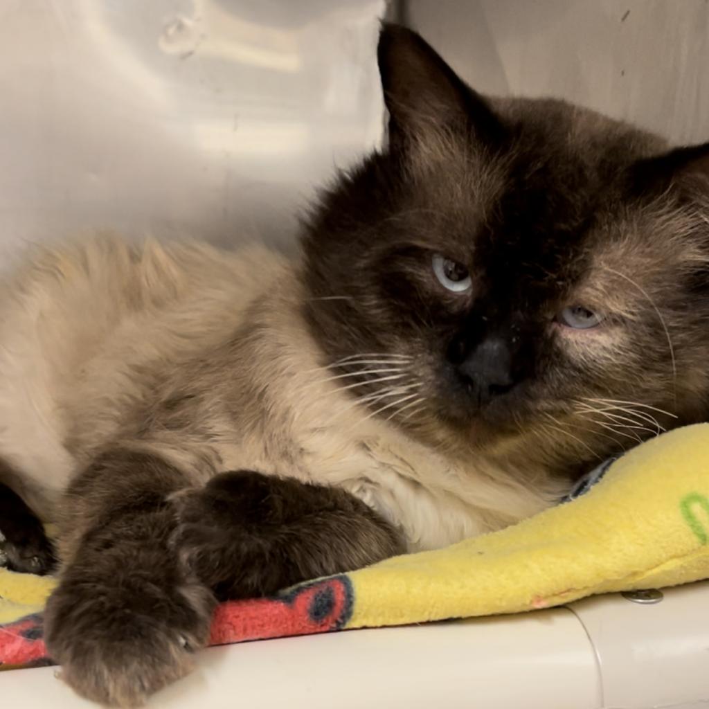 Ness - Domestic Medium Hair / Siamese / Mixed