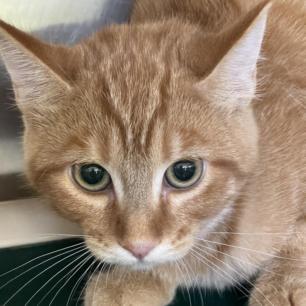 Nani - Domestic Medium Hair