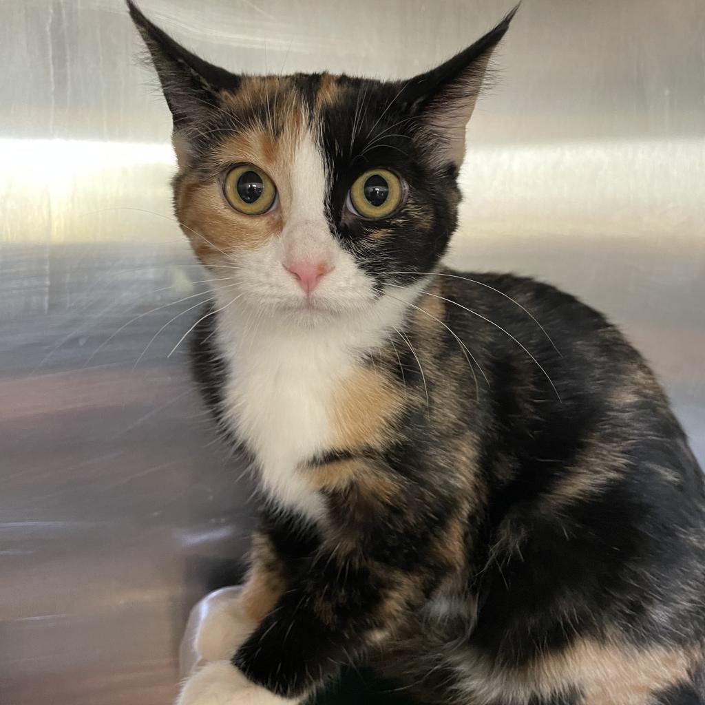 Lilo - Domestic Medium Hair