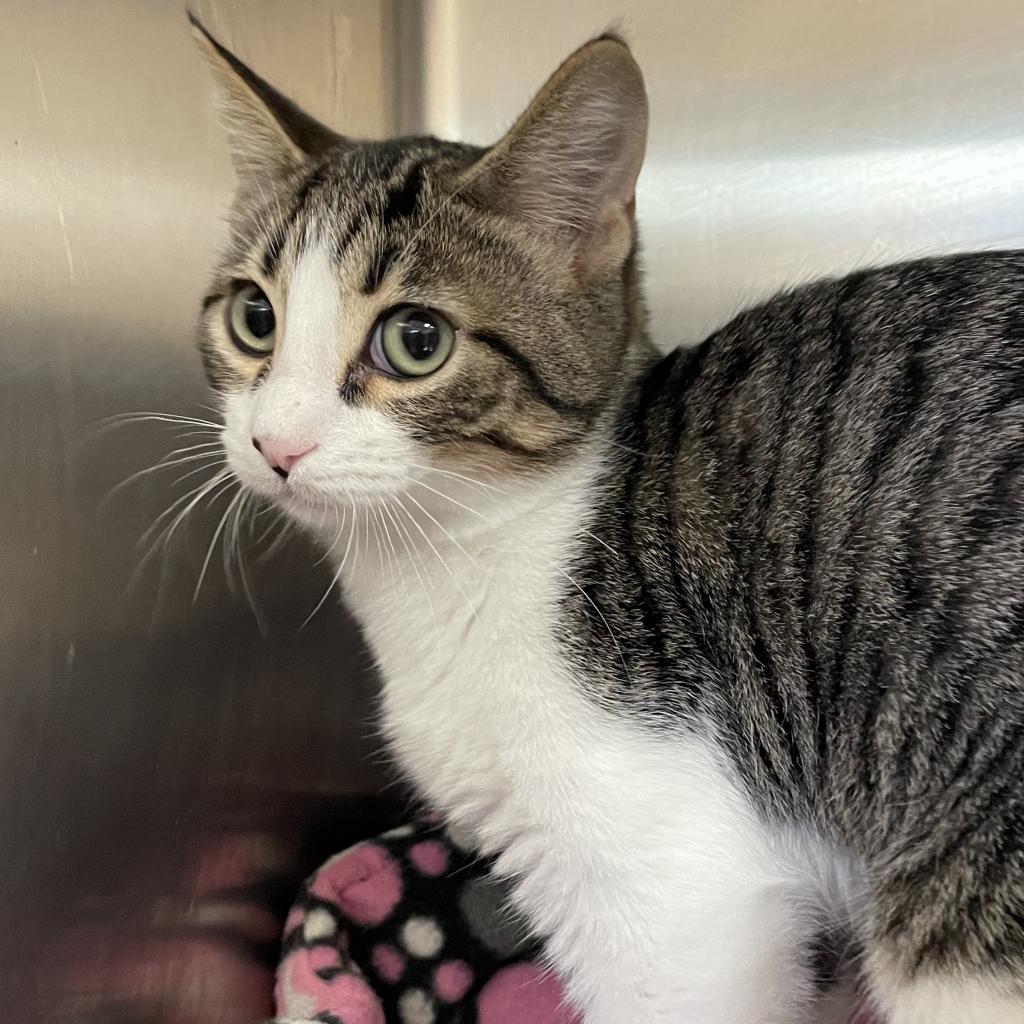 Stitch - Domestic Medium Hair
