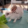 adoptable Rabbit in  named Kimchi