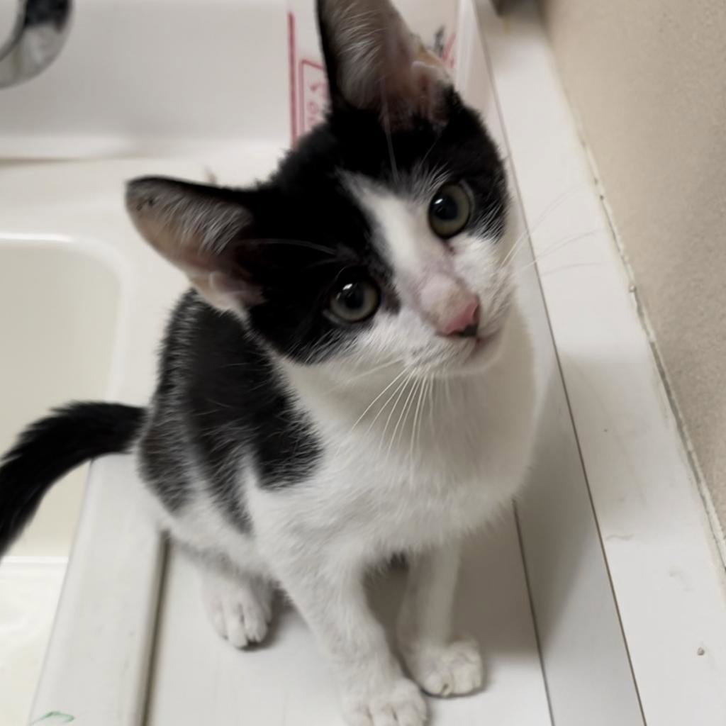 Cat adoption in Kanab, UT 84741 Domestic Short Hair Cat "Ginkgo"