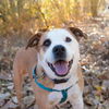adoptable Dog in  named Belinda Carlisle