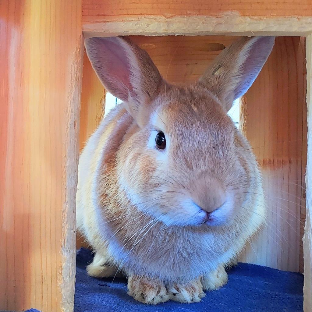 Signs of a Healthy Bunny  Best Friends Animal Society