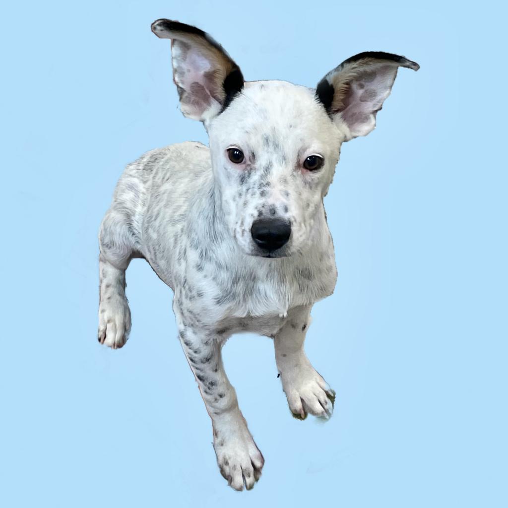 Spiced Apple - Cattle Dog / Mixed