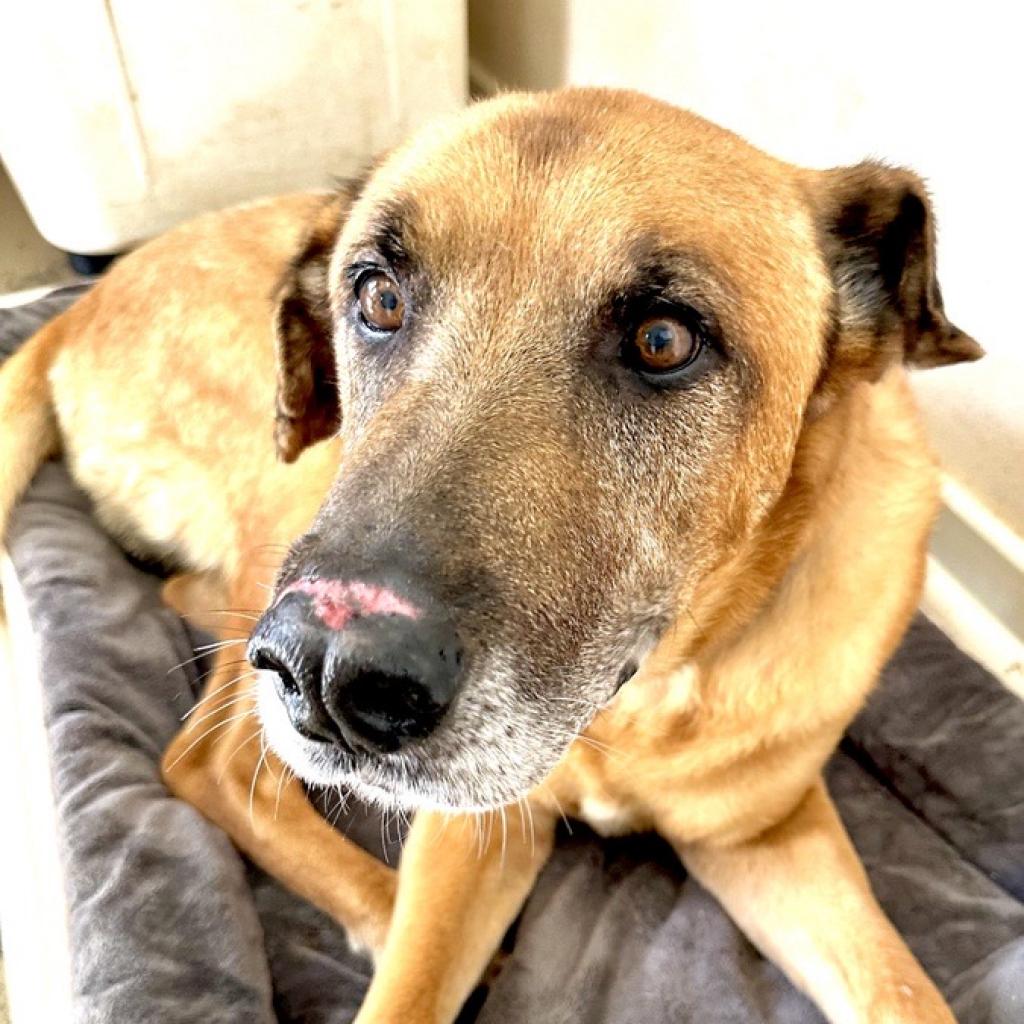 Jorts - Shepherd / Black Mouth Cur / Mixed