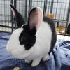 adoptable Rabbit in  named Tanzy