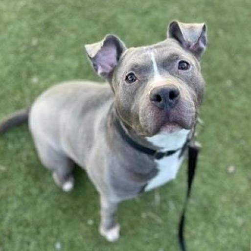 Dunkin - American Pit Bull Terrier / Mixed