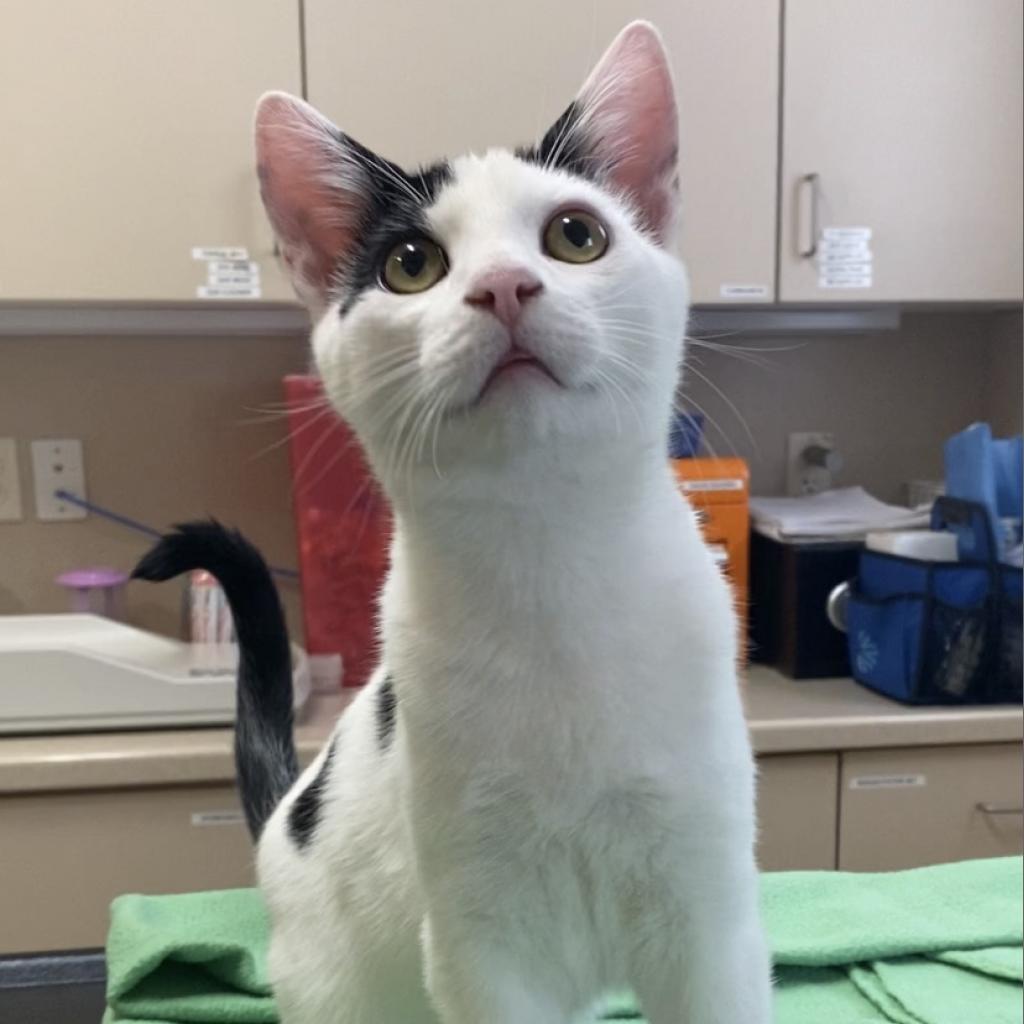 Zephyr - Domestic Short Hair