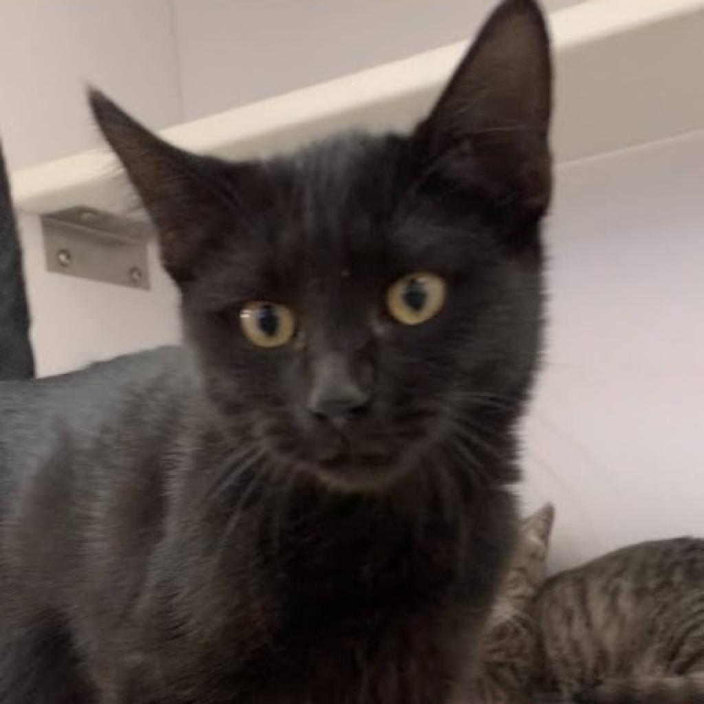 Belladonna - Domestic Short Hair