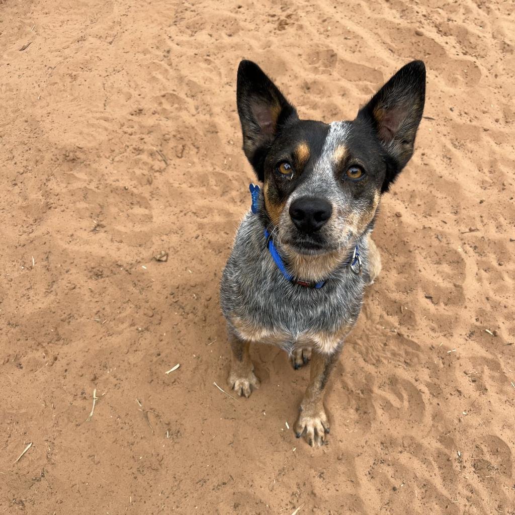 Almond - Cattle Dog / Mixed
