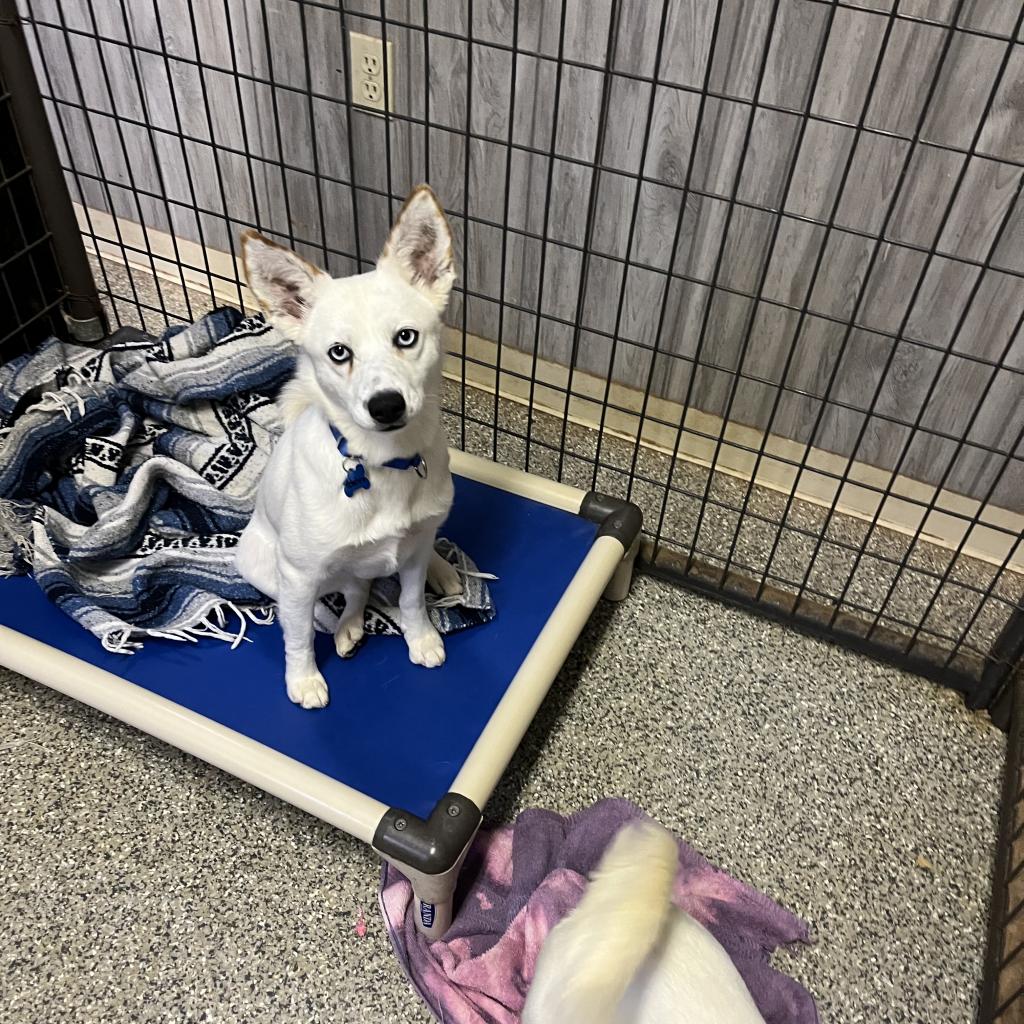 Pistachio - Husky / Mixed