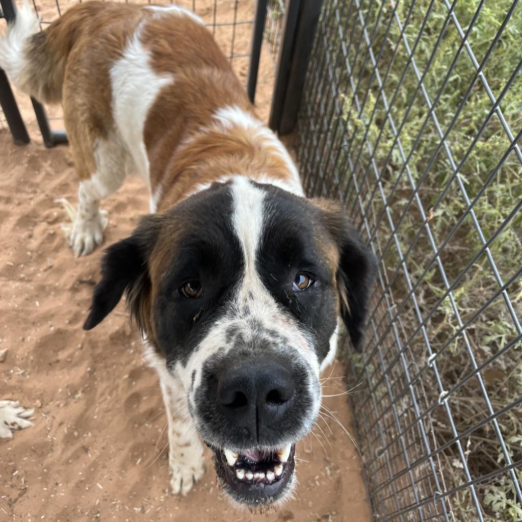 Kola - Saint Bernard / Mixed