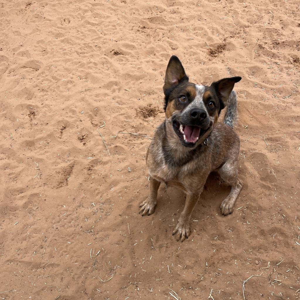 Pecan - Cattle Dog / Mixed