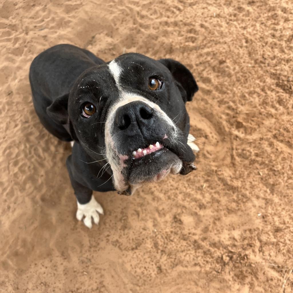 Hazelnut - English Bulldog / Pit Bull Terrier / Mixed