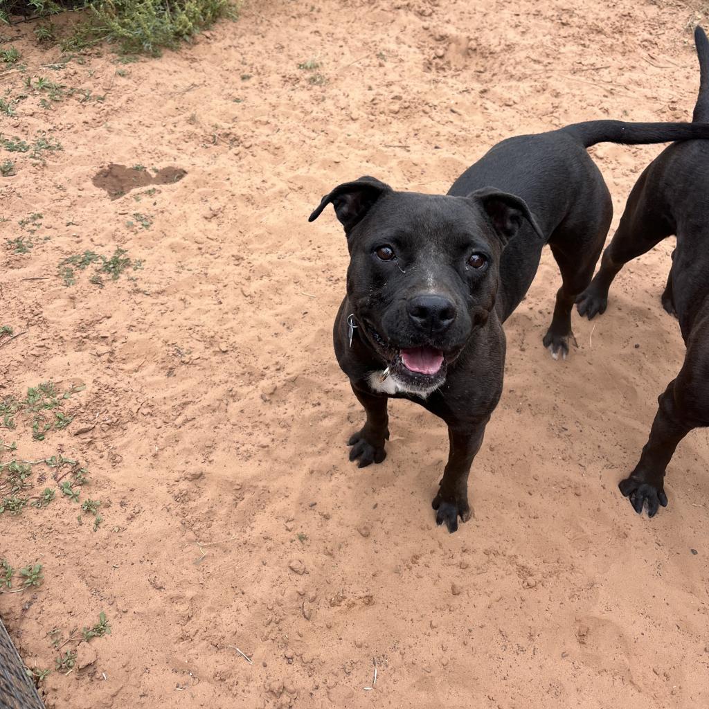 Macadamia - American Pit Bull Terrier / Mixed