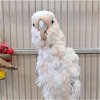 adoptable Bird in kanab, UT named Pixie