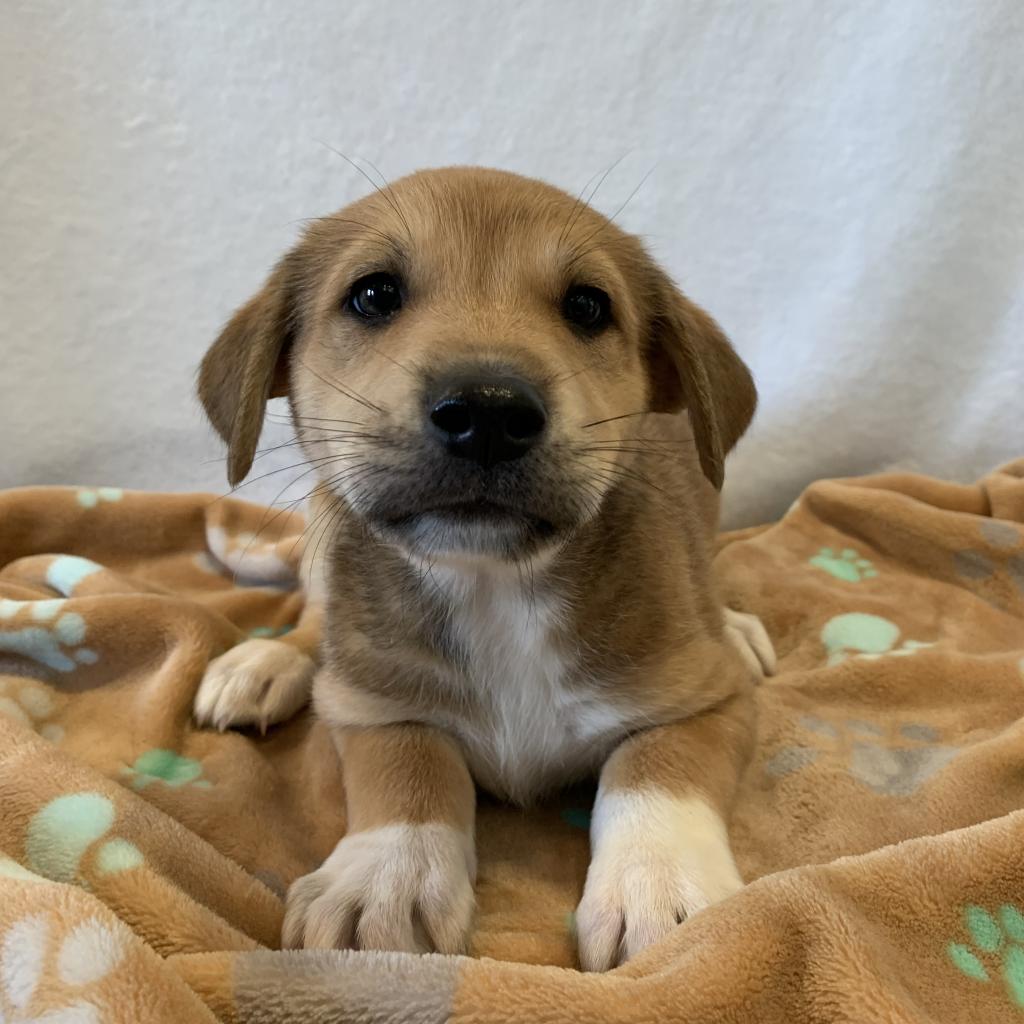adoptable Dog in Kanab, UT named Newhart