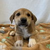 adoptable Dog in  named Newhart
