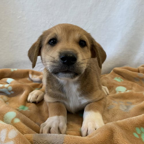 Newhart, an adoptable Labrador Retriever in Kanab, UT
