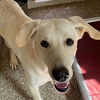adoptable Dog in kanab, UT named Maryland