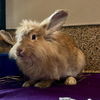 adoptable Rabbit in  named Selena