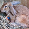 adoptable Rabbit in  named Maynard