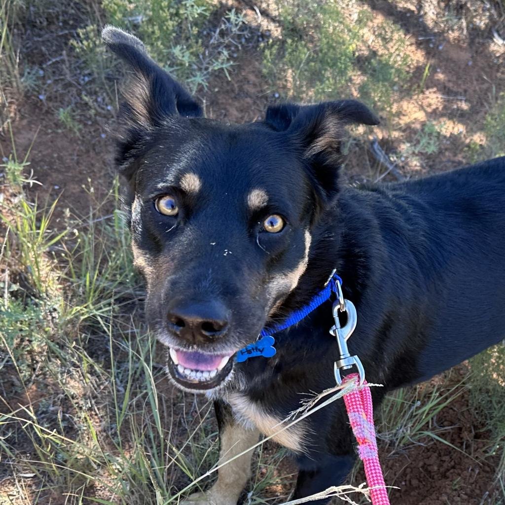 Holly - Cattle Dog / Mixed