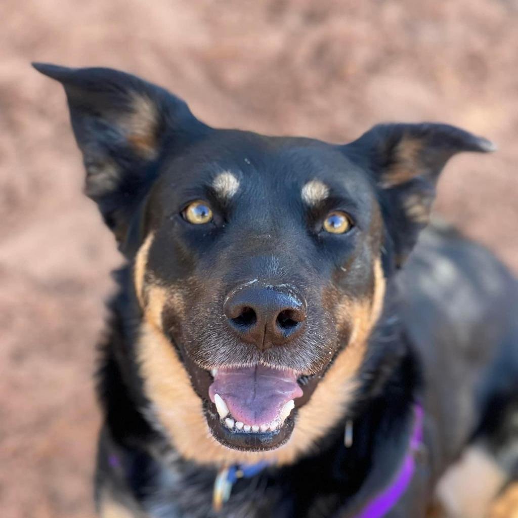 Holly - Cattle Dog / Mixed