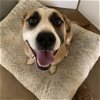 adoptable Dog in kanab, UT named Beethoven