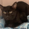 adoptable Cat in kanab, UT named Lloyd