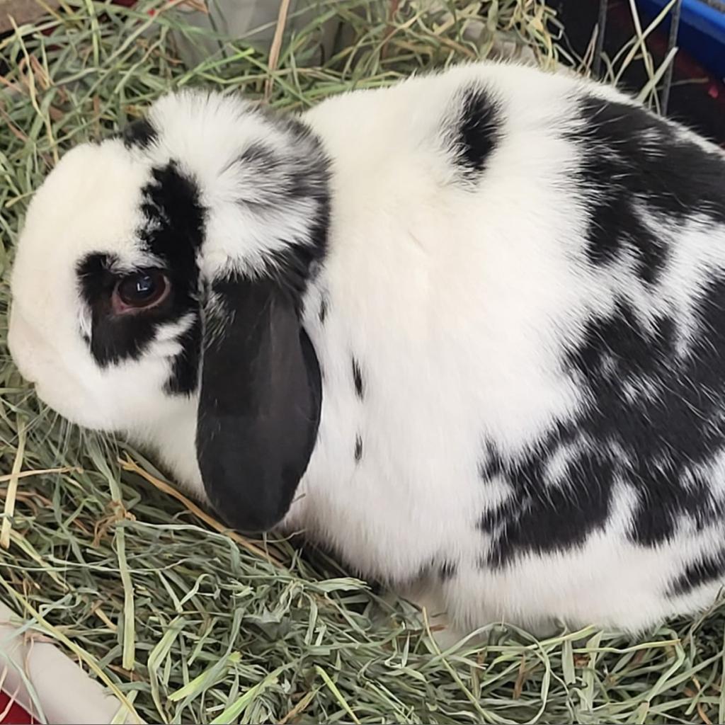 Oreo - Mini Lop / English Spot / Mixed