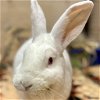 adoptable Rabbit in  named Kyle