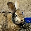 adoptable Rabbit in  named Stephanie