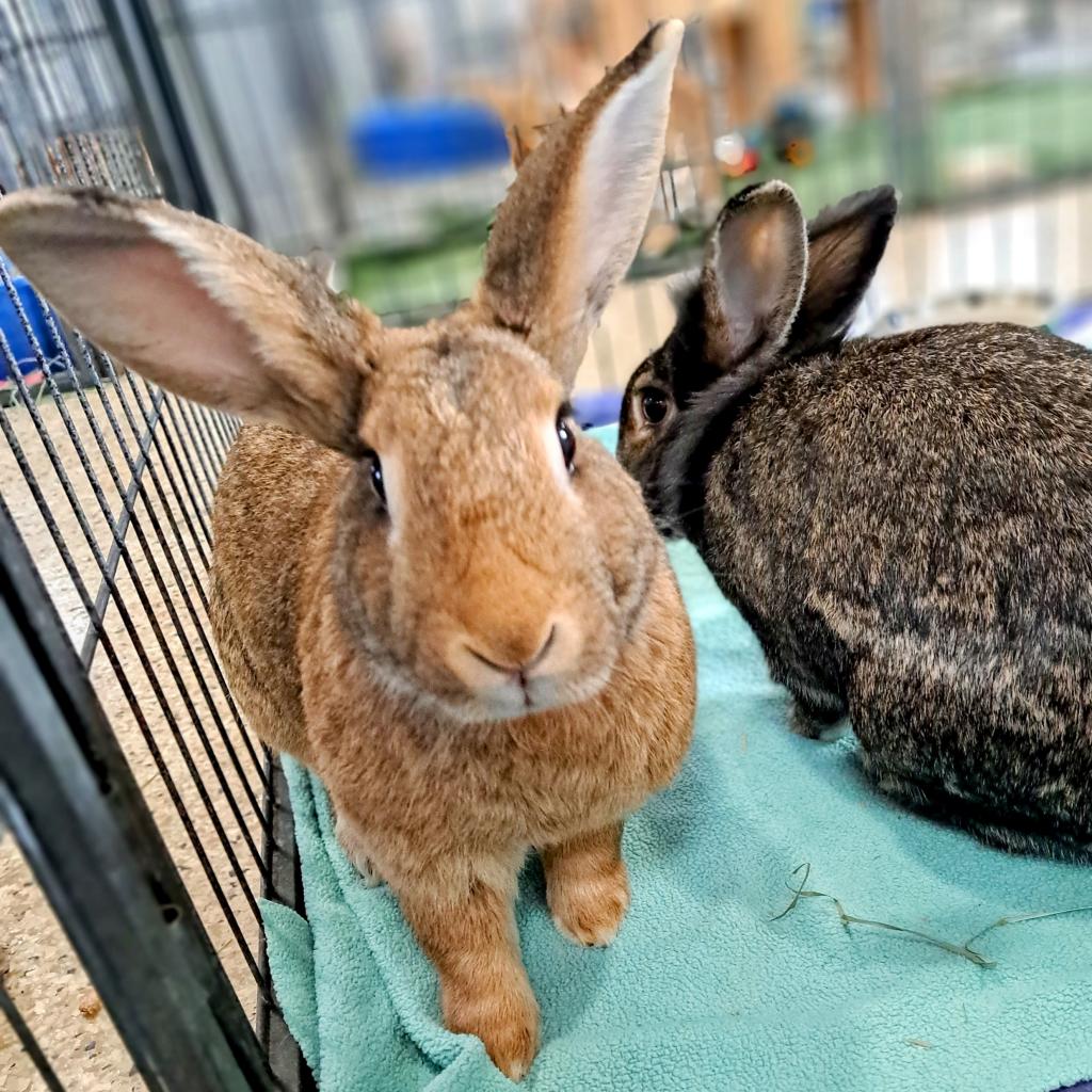 adoptable Rabbit in Kanab, UT named Hopper