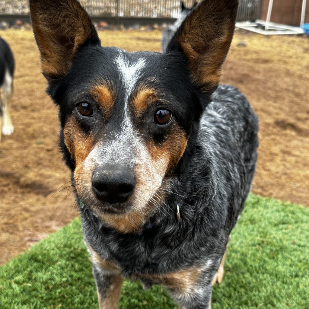 Detective White - Cattle Dog / Mixed