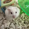 adoptable Hamster in  named Marshmellow